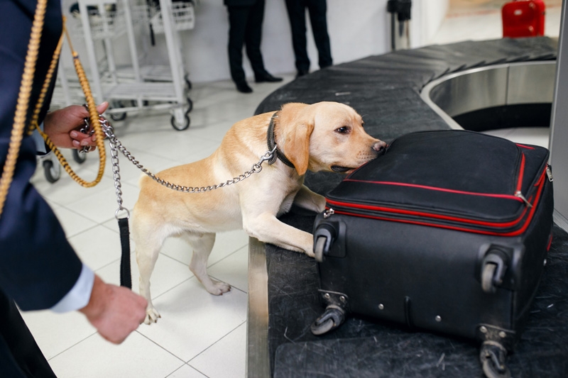 Narcotics Detector Dog