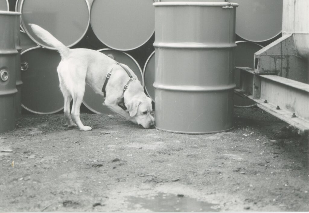 explosives search dogs