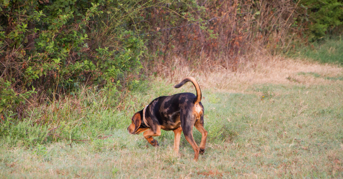 Hydrocarbons Search Dog