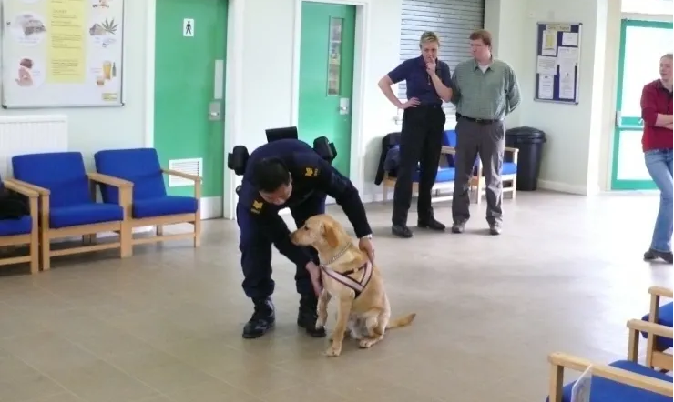 A police officer in uniform interacts with a light-brown counter terrorism Labrador wearing a dog harness, inside a waiting area with light green walls and chairs.